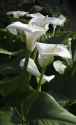 callalilywhite