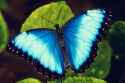 blue butterfly