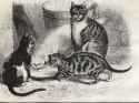 domestic cat