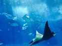 rays