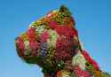 Puppy_de_Jeff_Koons_--_2021_--_Bilbao,_España