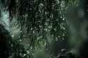 drippings