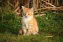 little cat