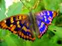 blue and orange