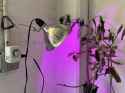 plant grow lamp