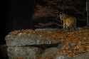 night tiger
