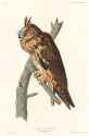 Illustration_from_Birds_of_America_(1827)_by_John_James_Audubon,_digitally_enhanced_by_rawpixel-com_387