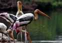 the storks