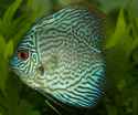 patterned fish