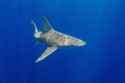 sandbar shark
