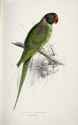 Psittacula_eupatria_-Palæornis_cucullatus_Hooded_parrakeet_-by_Edward_Lear_1812-1888