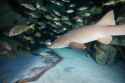 nurse shark 2