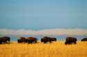 bison-herd-plains_3x2