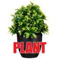 _plant