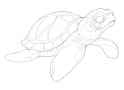 turtle2