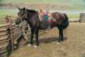 Mongolian-horse