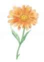 Marigold daisy