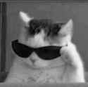 cool cat