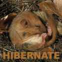 hibernate