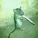 Wise Tobacco Rat