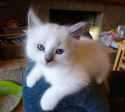 Juvenile_Ragdoll