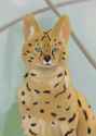 Serval