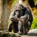 chimpanzee-sitting-sad-mammal