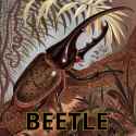 beetle