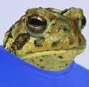 frog