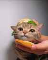 cat burger 1720153119003174