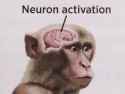 neuron-activation