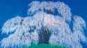 Reiji-Hiramatsu-Weeping-Cherry