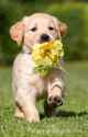 flower puppy