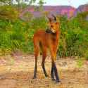Maned_Wolf