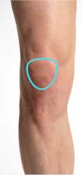 leg