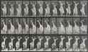 Eadweard_Muybridge_Animal_Locomotion_Plate_190_00000
