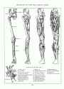 loomis_leg