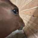 horses-from-this-angle-are-weird-v0-4dav7z3btend1