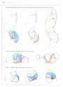 Human_Body_Structure_Principles_Weichun_Xiao_153
