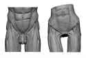 asis-anterior-superior-iliac-spine-ecorche-bony-landmarks-of-the-pelvis-butt-bones-and-body-proportions-anatomy-for-sculptors