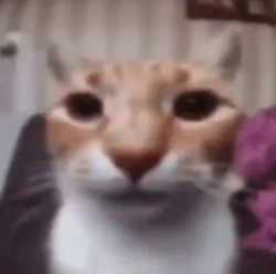 1749982568759252