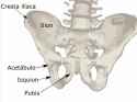 1280px-Pelvis_diagram_es