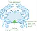 crab-ganglia-for-spiking-undersize