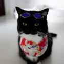meow-meow1