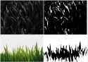 Grass1