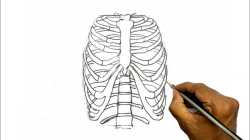 rib_cage