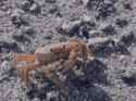 crab