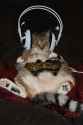 Cat_gaming