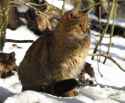 european wildcat