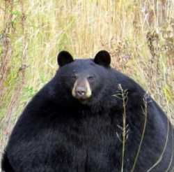 fat bear